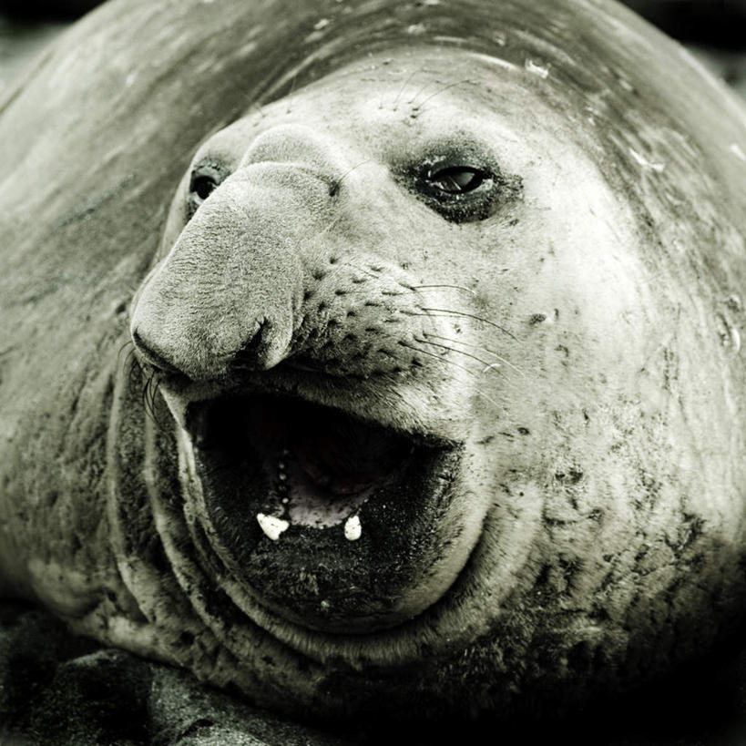 方图,室外,特写,白天,正面,海底,水下,哺乳动物,海豹,野生动物,阴影,光线,影子,水底,注视,一只,阳光,动物,观察,回头,看,趴着,张嘴,转头,可爱,海底世界,活泼,观看,察看,关注,张大嘴巴,海床,张开嘴,趴,半身,彩图