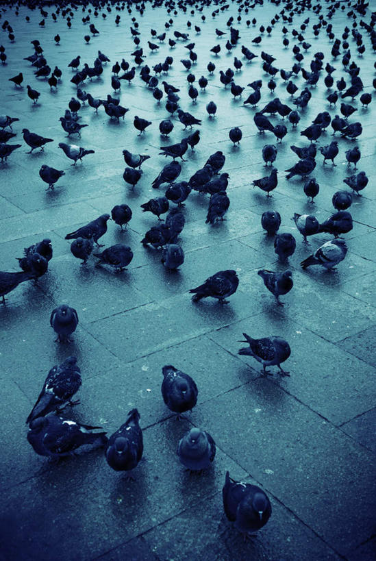 无人,站,竖图,俯视,室内,白天,友谊,鸽子,鸟,许多,阴影,光线,鸟类,瓷砖,地砖,影子,地面,很多,阳光,站着,栖息,象征,和平,信使,栖身,站立,彩图,高角度拍摄,全身