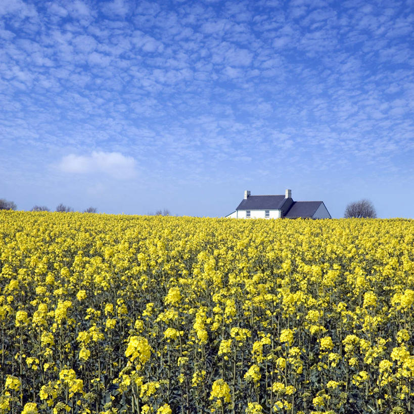 无人,家,方图,室外,白天,正面,旅游,度假,花海,花圃,美景,植物,叶子,英国,欧洲,阴影,盛开,光线,影子,房屋,屋子,景观,云,云朵,花蕾,云彩,娱乐,楼房,英格兰,住宅,花,花瓣,花朵,花卉,鲜花,黄色,蓝色,绿色,白云,蓝天,天空,阳光,自然,花丛,花束,花田,天,花苞,花蕊,享受,休闲,景色,放松,晴朗,西欧,自然风光,大不列颠,大不列颠及北爱尔兰联合王国,大不列颠联合王国,日不落英帝国,英吉利,一间,晴空,彩图,房子