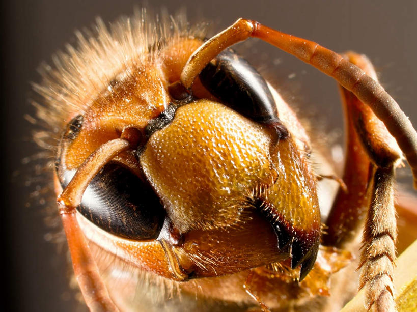 无人,站,横图,俯视,室外,白天,阴影,光线,昆虫,影子,注视,一只,阳光,动物,观察,看,站着,观看,厌恶,察看,关注,黄蜂,益虫,胡蜂,马蜂,蚂蜂,讨厌,站立,半身,彩图,高角度拍摄