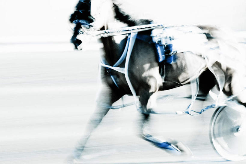 无人,站,横图,室外,特写,白天,侧面,马,野生动物,阴影,模糊,光线,影子,马车,一匹,阳光,动物,站着,运输,牲畜,含糊,恍惚,模胡,依稀,隐约,站立,半身,彩图