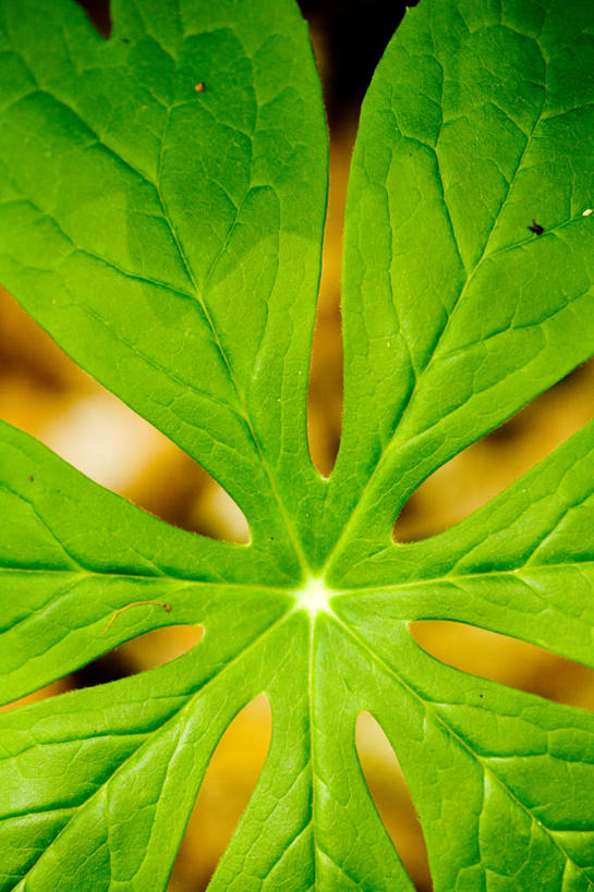 竖图,室外,特写,白天,正面,美景,植物,枇杷,静物,叶子,一片,模糊,纹理,景观,绿叶,绿色,自然,嫩叶,景色,自然风光,肌理,含糊,恍惚,模胡,依稀,隐约,叶,叶片,叶脉,芦枝,芦橘,金丸,半身,彩图