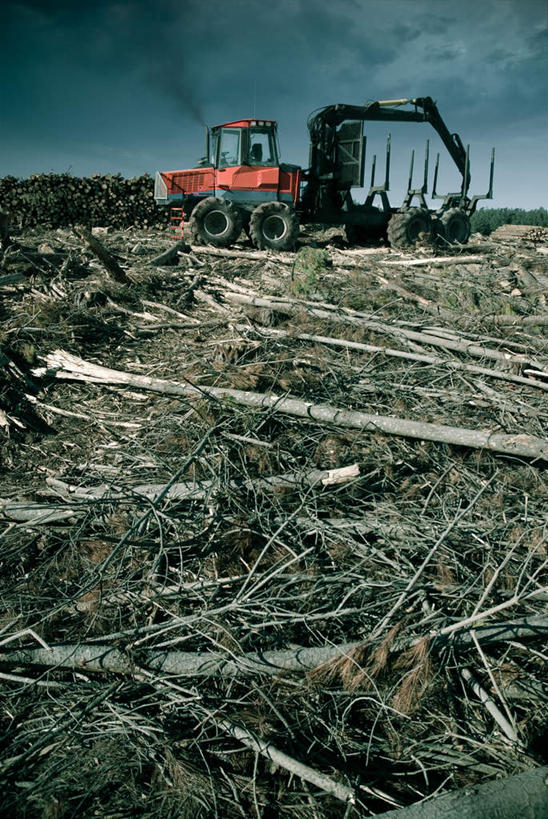 无人,竖图,全景,室外,白天,正面,天际线,植物,卡车,汽车,阴影,光线,影子,凌乱,破坏,破损,车,树,树木,天空,阳光,交通工具,天,生长,成长,粉碎,损坏,混乱,砍,载具,毁坏,纷乱,缭乱,庞杂,彩图