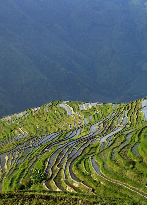 无人,农田,竖图,俯视,航拍,室外,白天,旅游,度假,庄稼,农作物,美景,桂林,中国,亚洲,阴影,光线,影子,景观,娱乐,阳光,自然,享受,休闲,景色,放松,广西,鸟瞰,自然风光,东亚,广西壮族自治区,中华人民共和国,桂林市,桂,华南地区,彩图,高角度拍摄,耕地,庄稼田