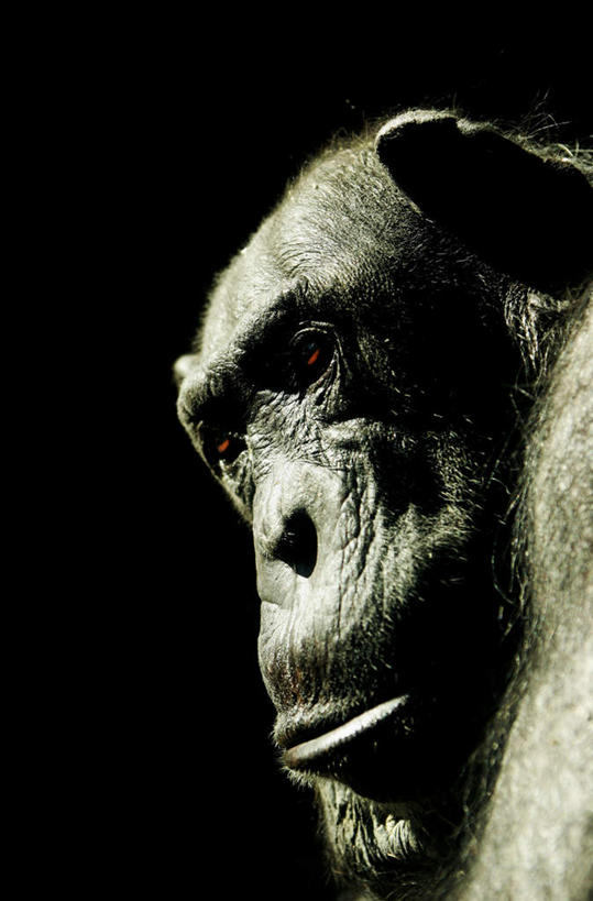 脸,头,脸颊,无人,站,坐,竖图,室内,特写,白天,正面,野生动物,猩猩,黑色背景,注视,一只,动物,观察,看,站着,摄影,活泼,影棚,观看,察看,关注,黑猩猩,黄猩猩,头部,脸部,脸蛋,面部,红猩猩,红毛猩猩,站立,坐着,半身,彩图,影棚拍摄,拍摄