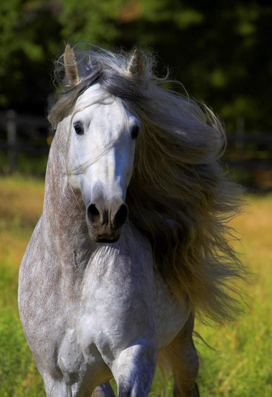 无人,竖图,室外,白天,正面,草地,草坪,植物,马,野生动物,阴影,光线,影子,一匹,草,绿色,阳光,动物,运输,牲畜,半身,彩图
