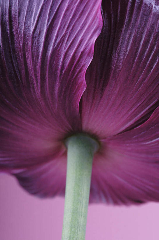 无人,竖图,室内,特写,白天,仰视,植物,罂粟,紫色背景,盛开,草药,中药,花,花瓣,花朵,花卉,鲜花,一朵,红色,花蕊,摄影,影棚,毒品,药材,中草药,中药材,本草,止痛,镇静,安眠,红罂粟,罂粟花,彩图,低角度拍摄,影棚拍摄,拍摄