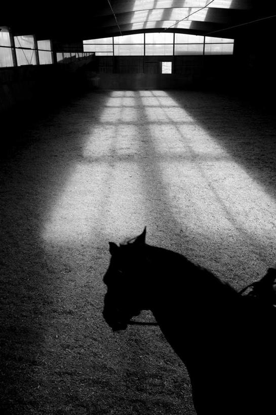 西方人,一个人,运动员,坐,竖图,俯视,黑白,室内,白天,锻炼,窗户,马,野生动物,玻璃,欧洲,欧洲人,仅一个年轻女性,仅一个女性,仅一个人,阴影,反射,影子,墙,屋顶,训练,顶棚,一匹,玻璃窗,墙壁,墙面,玻璃制品,动物,驾驶,行驶,运输,牲畜,操纵,控制,练习,马术,操控,把持,年轻女性,女人,女性,白种人,体育运动员,运动选手,坐着,半身,高角度拍摄