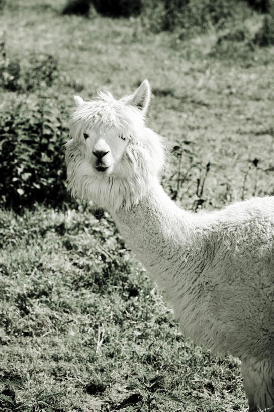 无人,农场,站,竖图,俯视,室外,白天,度假,畜牧业,牧场,草地,草坪,美景,田园,植物,野生动物,景观,扭头,注视,娱乐,草,一只,绿色,白色,动物,观察,看,站着,转头,享受,休闲,景色,放松,可爱,活泼,观看,风光,察看,关注,羊驼,警惕,畜牧,牧业,驼羊,戒备,警觉,警悟,警醒,站立,半身,彩图,高角度拍摄