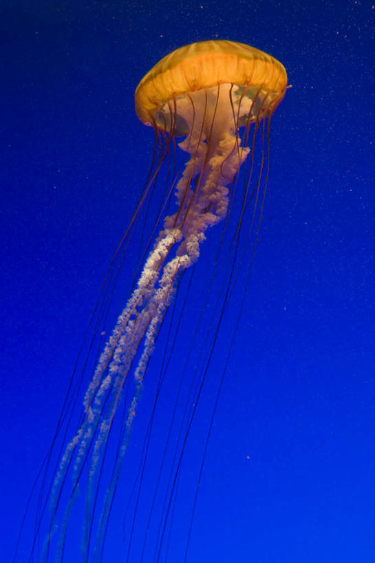 无人,竖图,室外,白天,正面,旅游,度假,海底,水下,美景,景观,水底,美丽,娱乐,海洋生物,无脊椎动物,一个,蓝色,自然,享受,休闲,景色,放松,海底世界,单个,游动,自然风光,水生动物,浮游动物,水生物,凶猛,海底动物,海床,水母,彩图,全身