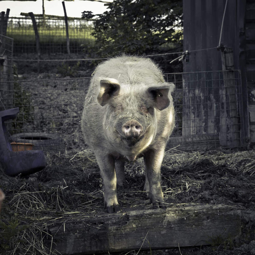 脸,头,眼睛,鼻子,嘴,脸颊,眉毛,睫毛,无人,站,方图,室外,白天,正面,旅游,度假,美景,植物,猪,瞳孔,一头,枯萎,景观,枯草,树桩,注视,娱乐,草,树,树干,黄色,自然,动物,观察,看,站着,享受,休闲,木桩,家畜,景色,放松,眼部,牲畜,观看,察看,关注,自然风光,头部,鼻,鼻孔,睫,脸部,脸蛋,眉,面部,眼,眼睫毛,眼眉,嘴巴,嘴唇,站立,彩图,全身,眼眉毛