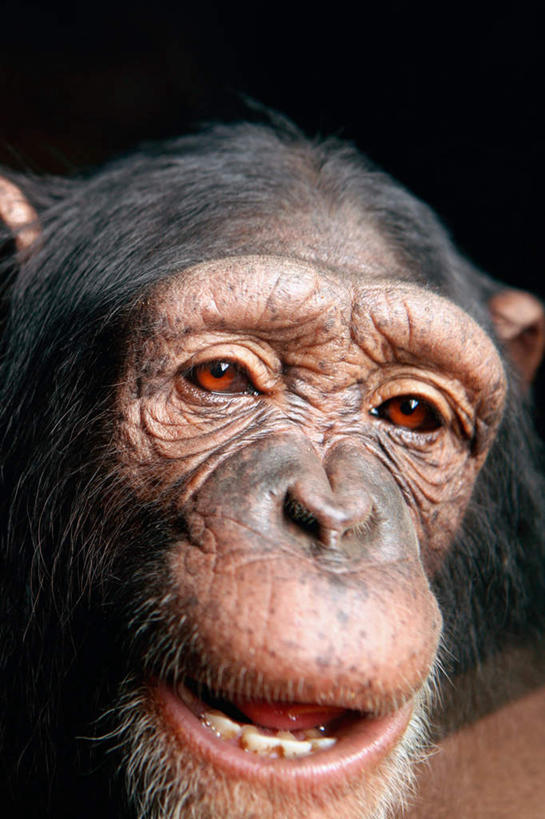 脸,头,眼睛,鼻子,嘴,耳朵,脸颊,无人,坐,竖图,室外,特写,白天,正面,野生动物,猩猩,瞳孔,阴影,朦胧,模糊,反射,影子,注视,一只,动物,观察,看,张嘴,眼部,活泼,观看,察看,关注,张大嘴巴,黄猩猩,头部,鼻,鼻孔,耳,耳部,口,口腔,脸部,脸蛋,面部,眼,嘴巴,嘴唇,张开嘴,红猩猩,红毛猩猩,坐着,半身,彩图