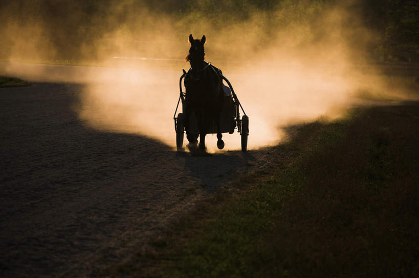 无人,横图,室外,白天,正面,草地,草坪,植物,道路,路,马,野生动物,奔驰,阴影,光线,影子,小路,马车,交通,尘埃,奔腾,一匹,草,绿色,阳光,动物,奔跑,运输,牲畜,乡间小路,灰尘,尘土,飞驰,疾驰,彩图