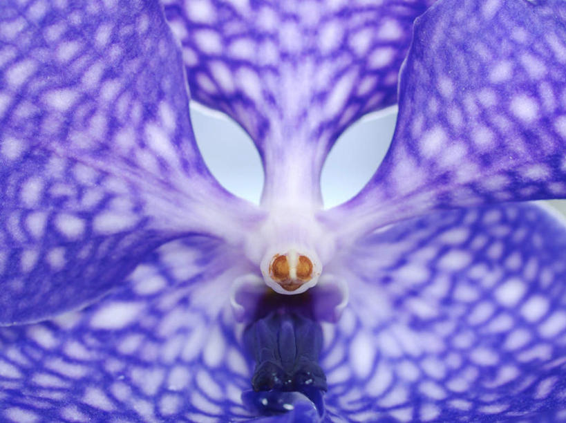 无人,横图,室内,特写,白天,正面,盛开,花蕾,花,花瓣,花朵,鲜花,一朵,花苞,花蕊,高雅,淡泊,花中君子,兰花,彩图