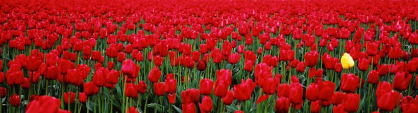 无人,横图,俯视,室外,特写,白天,爱情,郁金香,叶子,许多,绿叶,祝福,黄色,红色,嫩叶,表白,荣誉,永恒,叶,叶片,郁香,洋荷花,草麝香,彩图,高角度拍摄