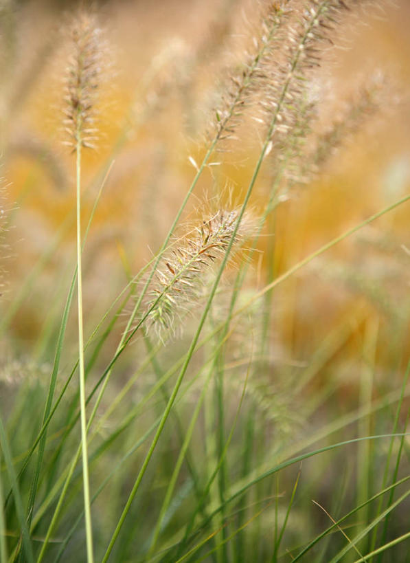 无人,农田,竖图,室外,白天,正面,旅游,度假,庄稼,农作物,美景,喷泉,景观,文化,娱乐,自然,品味,享受,休闲,景色,放松,自然风光,水景,美观,设计,彩图,耕地,庄稼田