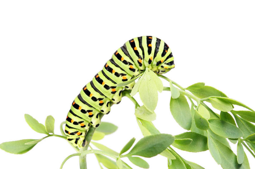 无人,横图,室外,白天,侧面,美景,植物,叶子,昆虫,景观,绿叶,一只,绿色,黑色,自然,动物,嫩叶,景色,毛毛虫,生长,成长,自然风光,斑纹,害虫,毛虫,叶,叶片,彩图,全身