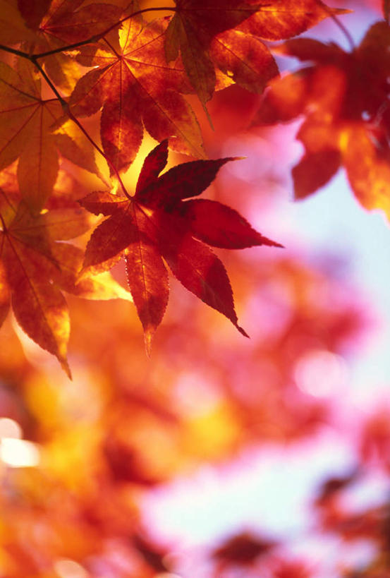 无人,竖图,室外,特写,白天,仰视,美景,枫树,叶子,景观,枫叶,绿叶,黄色,红色,自然,嫩叶,景色,枫树叶,自然风光,槭树,鸡爪槭,叶,叶片,鸡爪枫,彩图,低角度拍摄,眩光