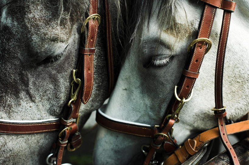 眼睛,无人,横图,室外,特写,白天,正面,马,野生动物,阴影,反射,影子,依偎,动物,靠,靠着,倚靠,运输,眼部,牲畜,缰绳,两匹,倚着,依附,依赖,投靠,眼,半身,彩图