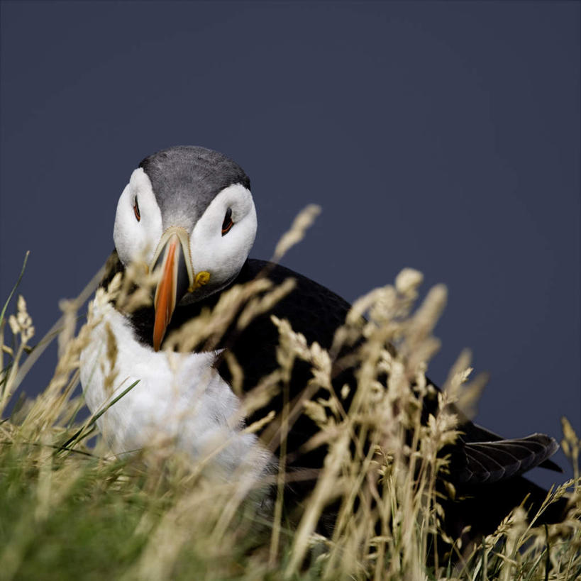 眼睛,眉毛,睫毛,无人,站,横图,室外,白天,正面,旅游,度假,美景,植物,瞳孔,枯萎,景观,枯草,注视,娱乐,草,一只,黄色,红色,蓝色,蓝天,天空,自然,天,观察,看,站着,享受,休闲,景色,放松,眼部,观看,察看,关注,自然风光,喙,海鹦,海鹦鹉,善知鸟,海雀,睫,眉,眼,眼睫毛,眼眉,站立,半身,彩图,眼眉毛