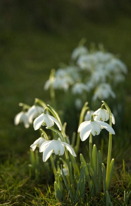无人,竖图,室外,白天,正面,旅游,度假,草地,草坪,美景,植物,英国,欧洲,朦胧,模糊,盛开,景观,茎,花蕾,娱乐,英格兰,草,花,花瓣,花朵,鲜花,白色,自然,花苞,花蕊,享受,休闲,景色,放松,新生,西欧,自然风光,大不列颠,雪花莲,大不列颠及北爱尔兰联合王国,雪片莲,大不列颠联合王国,日不落英帝国,生日花,英吉利,彩图