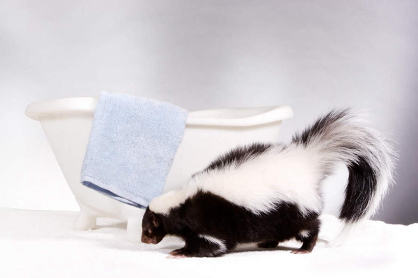 无人,站,横图,室内,白天,侧面,哺乳动物,野生动物,一条,纺织物,注视,一只,动物,毛巾,观察,看,清洁,站着,浴盆,可爱,活泼,观看,保暖,察看,关注,臭鼬,透气,防水,臭味,异味,储水,耐磨,吸水,站立,半身,彩图