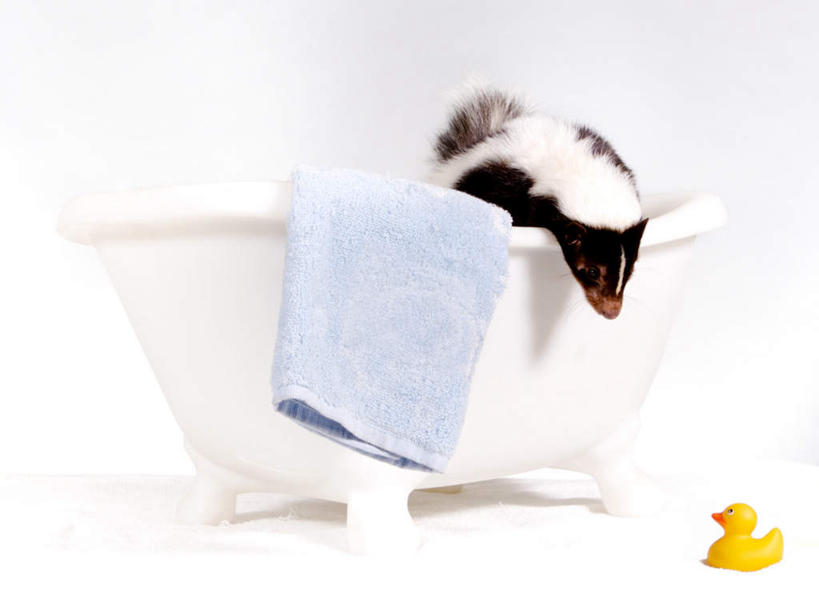 无人,横图,室内,白天,正面,游戏,哺乳动物,野生动物,一条,纺织物,玩,娱乐,白色,动物,毛巾,趴着,清洁,休闲,浴盆,可爱,活泼,活动,保暖,一支,发泄,消遣,智力,臭鼬,透气,防水,宣泄,臭味,异味,储水,耐磨,吸水,趴,玩耍,嬉戏,半身,彩图