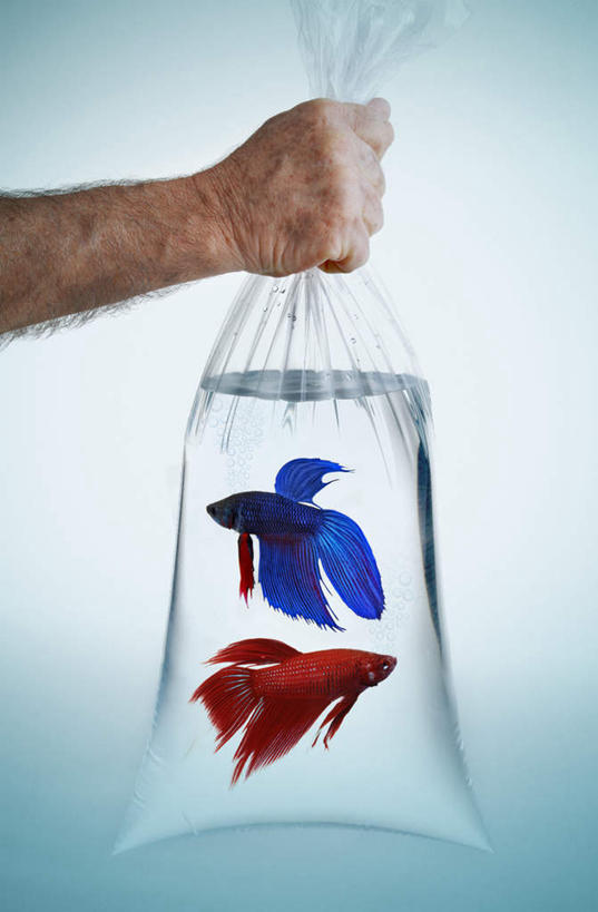 西方人,手,一个人,竖图,室内,特写,白天,正面,水,欧洲,欧洲人,仅一个男性,仅一个人,仅一个中年男性,两条,握,蓝色背景,鱼,拿,拿着,塑料袋,鱼类,红色,蓝色,手部,握着,摄影,影棚,单手,暹罗斗鱼,五彩搏鱼,泰国斗鱼,彩雀鱼,男人,男性,中年男性,白种人,半身,彩图,影棚拍摄,拍摄