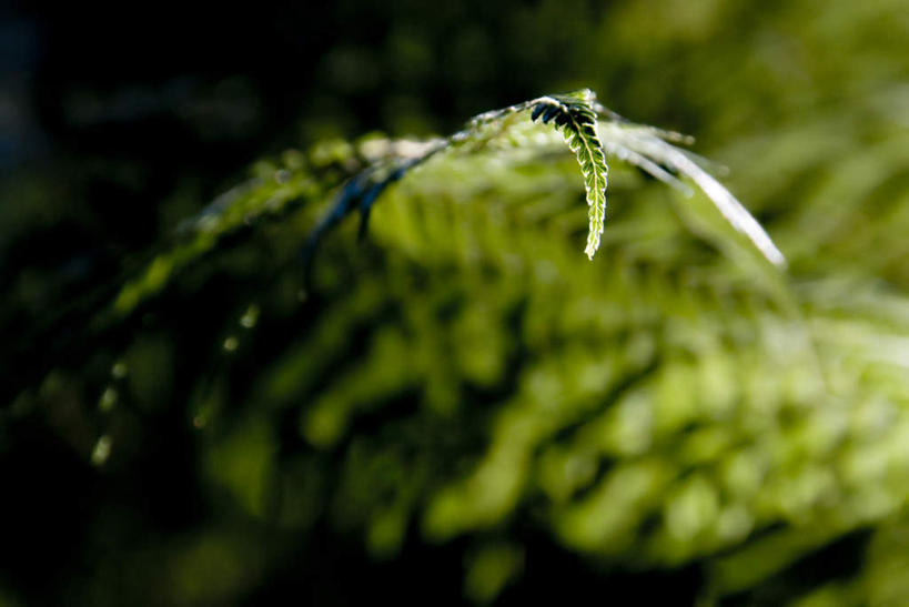 无人,横图,俯视,室外,白天,度假,美景,城市风光,城市,叶子,新西兰,许多,阴影,朦胧,模糊,光线,影子,景观,灯光,绿叶,很多,凌乱,娱乐,享受,休闲,嫩叶,景色,放松,混乱,大洋洲,纽西兰,长白云之乡,纷乱,缭乱,庞杂,叶,叶片,彩图,高角度拍摄