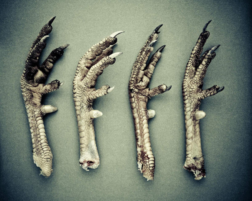 无人,横图,俯视,室内,白天,鸡,绿色背景,阴影,光线,影子,灯光,家禽,动物,两只,四个,摄影,牲畜,影棚,死亡,鸡爪,殒命,灭亡,彩图,高角度拍摄,影棚拍摄,拍摄