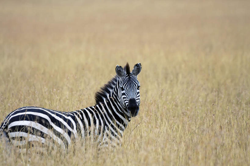 无人,横图,室外,白天,正面,荒凉,美景,植物,斑马,马,野生动物,阴影,条纹,枯萎,光线,影子,荒野,景观,枯草,注视,一匹,草,黄色,阳光,自然,动物,观察,看,景色,可爱,牲畜,活泼,观看,察看,关注,自然风光,荒原,冷落,荒芜,彩图,全身