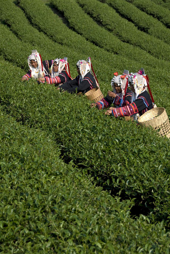 东方人,农田,站,交叉,竖图,室外,白天,正面,民族服装,旅游,度假,幸福,庄稼,农作物,采摘,美景,茶,竹子,泰国,亚洲,五个人,阴影,竹制,编织,光线,篮子,箩筐,影子,景观,茶叶,许多人,注视,黄种人,娱乐,阳光,自然,竹篮,观察,看,站着,一群人,享受,休闲,温馨,景色,放松,乐趣,东南亚,观看,竹条,交织,察看,提神,舒适,竹制品,关注,自然风光,醒脑,泰王国,穿插,高山族,年轻女性,女人,女性,亚洲人,站立,半身,彩图,传统服装,民俗服,耕地,庄稼田