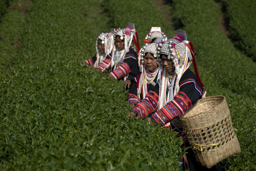 东方人,农田,站,交叉,横图,室外,白天,正面,民族服装,旅游,度假,幸福,庄稼,农作物,采摘,美景,茶,竹子,泰国,亚洲,阴影,竹制,编织,光线,篮子,箩筐,影子,景观,茶叶,注视,黄种人,娱乐,阳光,自然,竹篮,观察,看,站着,享受,休闲,温馨,景色,放松,乐趣,东南亚,观看,竹条,交织,察看,提神,舒适,竹制品,关注,自然风光,醒脑,泰王国,穿插,高山族,亚洲人,站立,半身,彩图,传统服装,民俗服,耕地,庄稼田