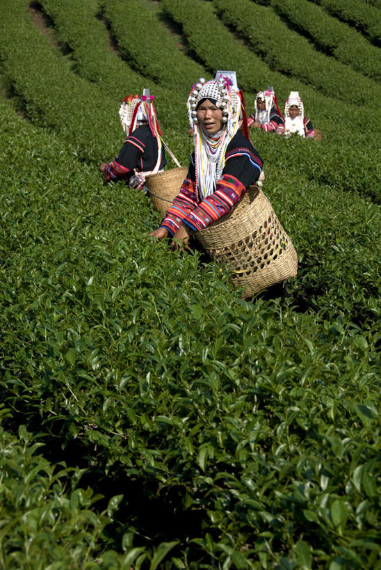 东方人,农田,站,交叉,竖图,室外,白天,正面,民族服装,旅游,度假,幸福,庄稼,农作物,采摘,美景,茶,竹子,泰国,亚洲,五个人,阴影,竹制,编织,光线,篮子,箩筐,影子,景观,茶叶,许多人,注视,黄种人,娱乐,阳光,自然,竹篮,观察,看,站着,一群人,享受,休闲,温馨,景色,放松,乐趣,东南亚,观看,竹条,交织,察看,提神,舒适,竹制品,关注,自然风光,醒脑,泰王国,穿插,高山族,年轻女性,女人,女性,亚洲人,站立,半身,彩图,传统服装,民俗服,耕地,庄稼田