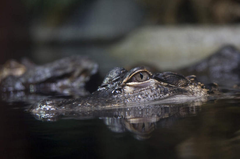 眼睛,无人,横图,室内,白天,正面,鳄鱼,野生动物,一头,爬行动物,注视,动物,观察,看,眼部,观看,察看,关注,凶猛,美洲鳄,残暴,凶残,眼,彩图