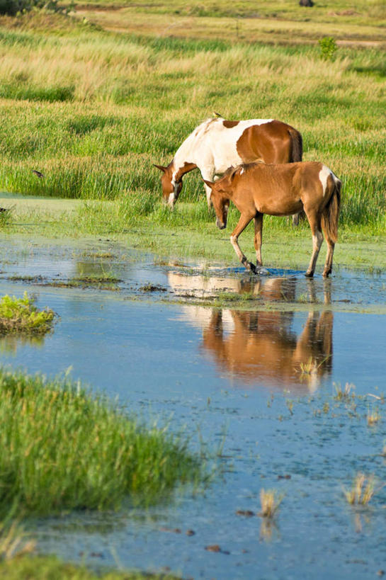 无人,站,竖图,室外,白天,侧面,旅游,度假,河流,美景,水,马,野生动物,阴影,反射,影子,河水,景观,水流,娱乐,倒影,自然,动物,站着,享受,休闲,景色,放松,运输,牲畜,倒映,两匹,自然风光,反照,站立,彩图,全身