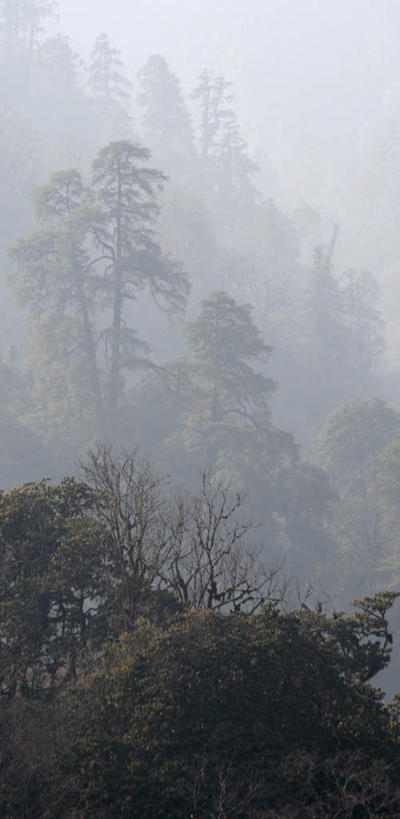 无人,竖图,俯视,室外,白天,旅游,度假,美景,森林,树林,植物,雾,尼泊尔,亚洲,朦胧,模糊,景观,娱乐,树,树木,绿色,自然,享受,休闲,景色,放松,生长,成长,迷雾,自然风光,南亚,尼泊尔王国,大雾,彩图,高角度拍摄