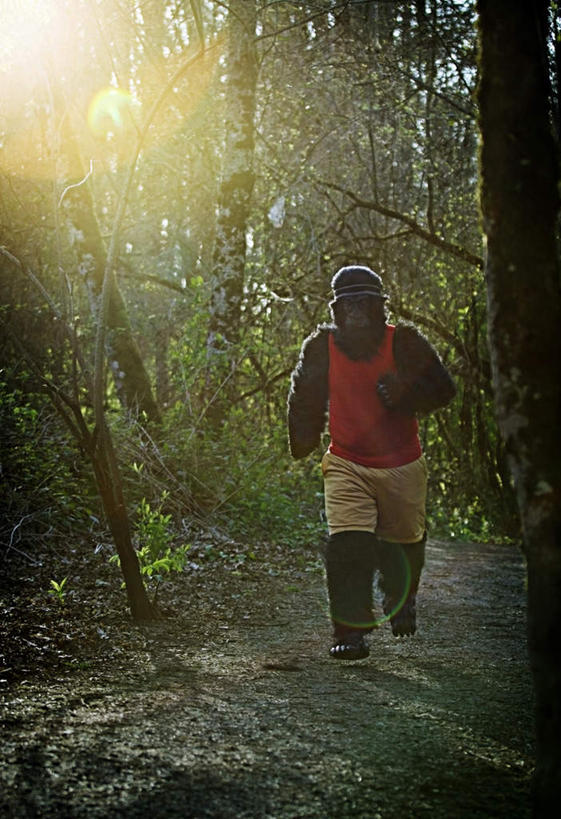 跑,竖图,室外,白天,正面,运动服,锻炼,旅游,度假,运动,草地,草坪,美景,树林,植物,道路,路,野生动物,猩猩,帽子,阴影,服装,光线,影子,景观,小路,交通,娱乐,运动帽,草,树,树木,一只,衣服,绿色,阳光,自然,动物,享受,休闲,鸭舌帽,景色,放松,服饰,活泼,生长,成长,衣着,穿着,自然风光,黄猩猩,衣饰,体育,红猩猩,红毛猩猩,跑步,彩图,全身,健身,运动装