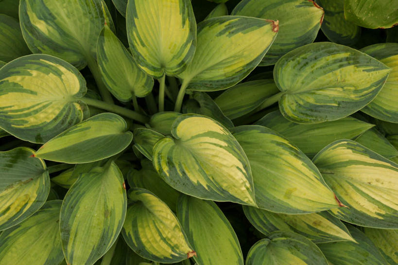 无人,横图,俯视,室内,特写,白天,植物,叶子,阴影,光线,影子,绿叶,绿色,阳光,自然,嫩叶,生长,成长,玉簪,叶,叶片,彩图,高角度拍摄