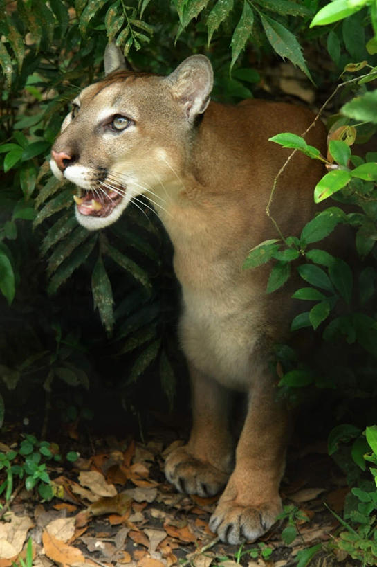 无人,站,竖图,俯视,室外,白天,美景,树林,植物,哺乳动物,野生动物,狮子,叶子,模糊,景观,枯叶,落叶,注视,树,树木,绿色,自然,动物,观察,看,站着,张嘴,景色,生长,成长,观看,察看,关注,自然风光,凶猛,张大嘴巴,美洲狮,山狮,含糊,恍惚,模胡,依稀,隐约,残暴,凶残,叶,叶片,张开嘴,站立,半身,彩图,高角度拍摄