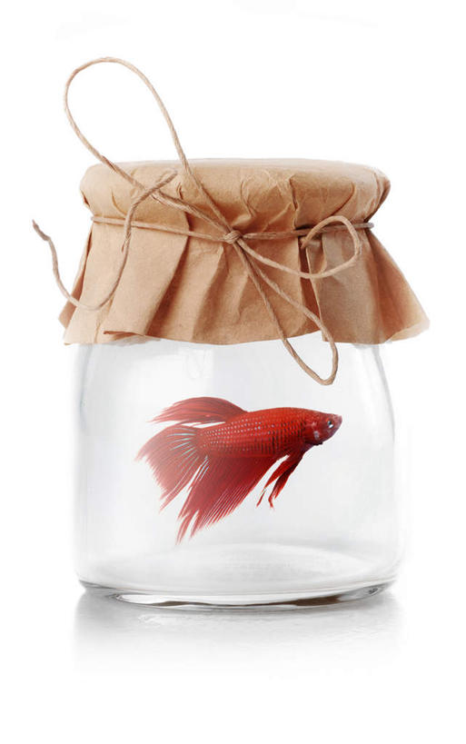 游泳,无人,竖图,室内,特写,白天,白色背景,正面,水,一条,盘绕,环绕,围绕,金鱼,鱼,包裹,布,罐子,环抱,鱼类,玻璃制品,一个,红色,玻璃瓶,瓶子,绳子,摄影,影棚,缭绕,单个,一瓶,观赏鱼,金鲫鱼,泅水,拍浮,彩图,全身,影棚拍摄,拍摄