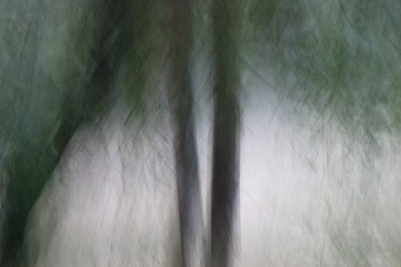 无人,横图,室外,白天,正面,旅游,度假,美景,植物,松树,朦胧,模糊,景观,娱乐,树干,绿色,自然,享受,休闲,景色,放松,生长,成长,自然风光,坚定,长寿,贞洁,彩图