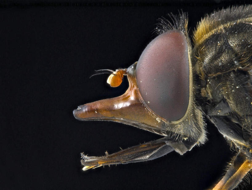 眼睛,嘴,眉毛,睫毛,无人,横图,室内,白天,侧面,瞳孔,黑色背景,昆虫,一只,动物,张嘴,眼部,摄影,影棚,张大嘴巴,益虫,食蚜蝇,睫,眉,眼,眼睫毛,眼眉,嘴巴,嘴唇,张开嘴,半身,彩图,影棚拍摄,拍摄,眼眉毛