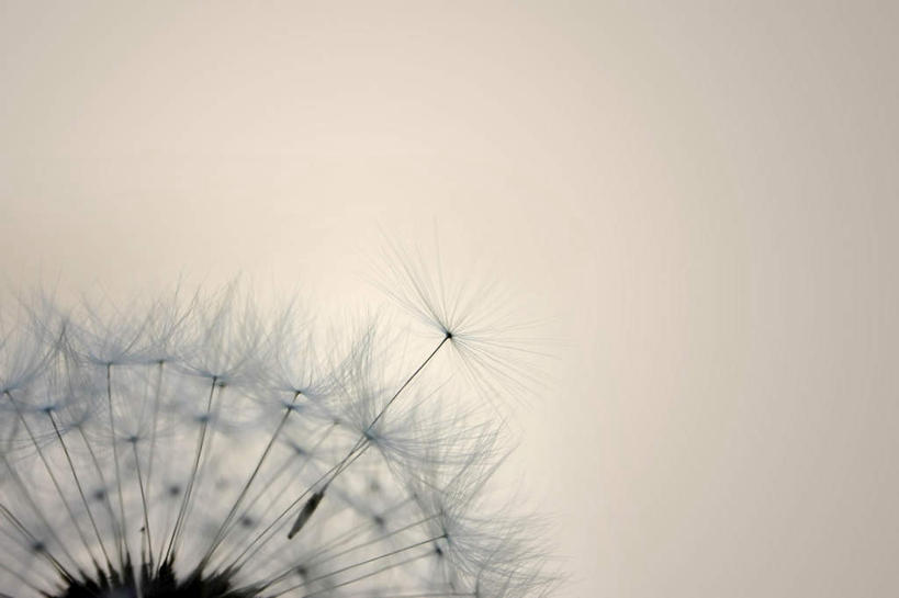 无人,横图,室外,白天,正面,爱情,旅游,度假,美景,蒲公英,盛开,景观,花蕾,娱乐,花,花瓣,花朵,鲜花,一朵,自然,花苞,花蕊,享受,休闲,景色,放松,昏暗,自然风光,开朗,灰暗,晦暗,蒲公草,尿床草,彩图