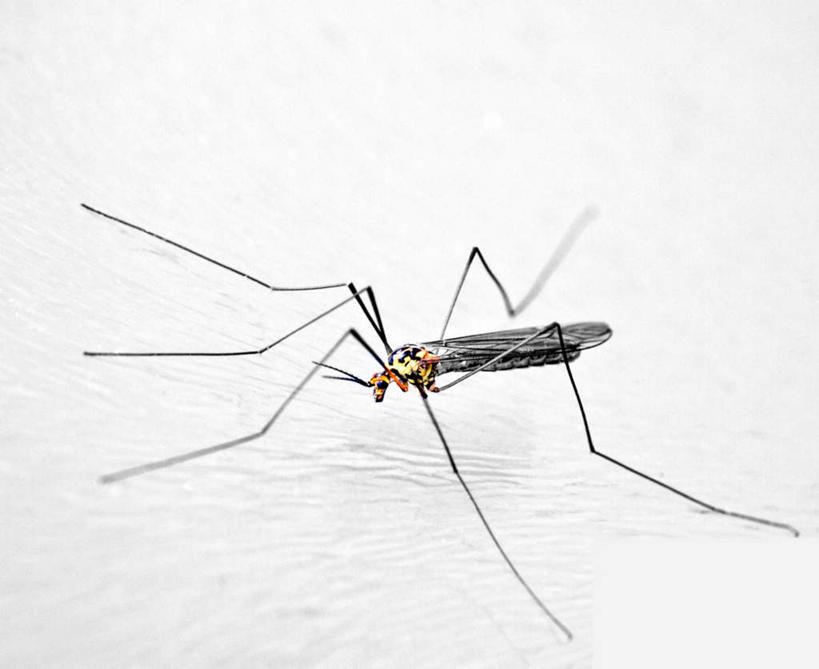 无人,横图,俯视,室外,特写,白天,白色背景,阴影,反射,昆虫,蜘蛛,影子,动物,摄影,影棚,八脚螅,节肢动物,益虫,波丝,盲蛛,彩图,高角度拍摄,全身,影棚拍摄,拍摄