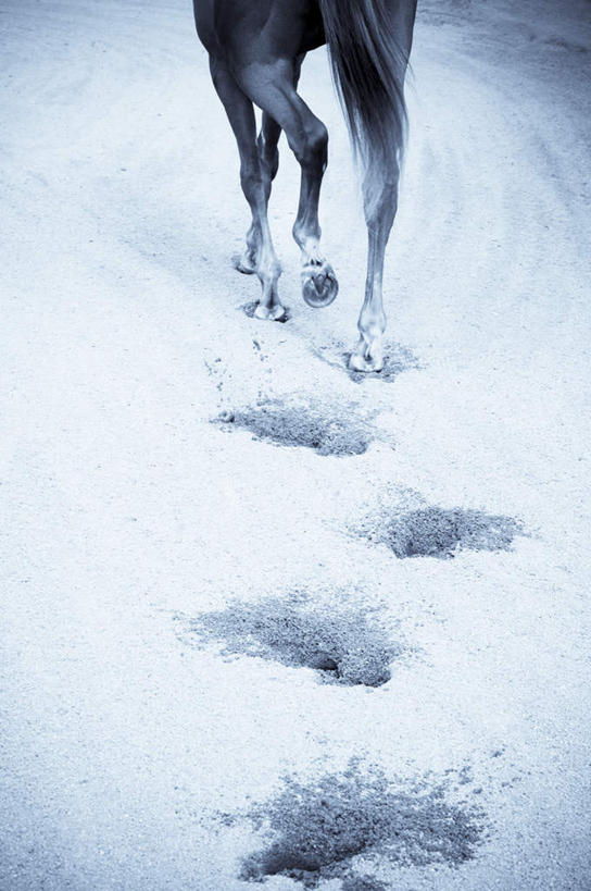 无人,竖图,室外,白天,正面,旅游,度假,美景,雪,大雪,马,野生动物,脚印,积雪,景观,雪景,冬季,冬天,娱乐,一匹,行走,白色,自然,动物,享受,休闲,景色,放松,寒冷,运输,牲畜,足迹,卫生,自然风光,纯真,严寒,洁净,行踪,脚迹,光明,恬静,中间色,朴素,清白,半身,彩图