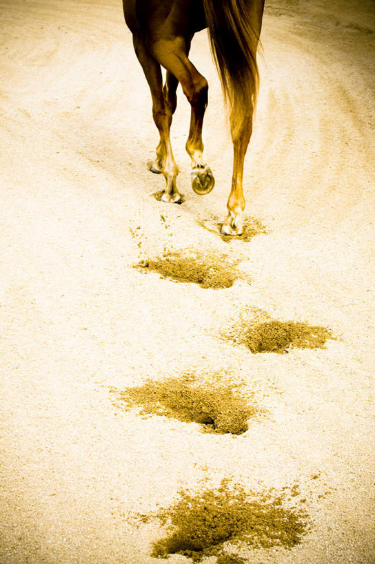 无人,竖图,俯视,室外,白天,旅游,度假,美景,雪,大雪,马,野生动物,脚印,积雪,景观,雪景,冬季,冬天,娱乐,一匹,行走,白色,自然,动物,享受,休闲,景色,放松,寒冷,运输,牲畜,足迹,卫生,自然风光,纯真,严寒,洁净,行踪,脚迹,光明,恬静,中间色,朴素,清白,半身,彩图,高角度拍摄