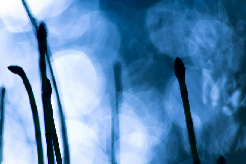 无人,横图,室外,白天,仰视,草地,草坪,植物,阴影,朦胧,模糊,光线,影子,烟雾,草,绿色,阳光,彩图,低角度拍摄