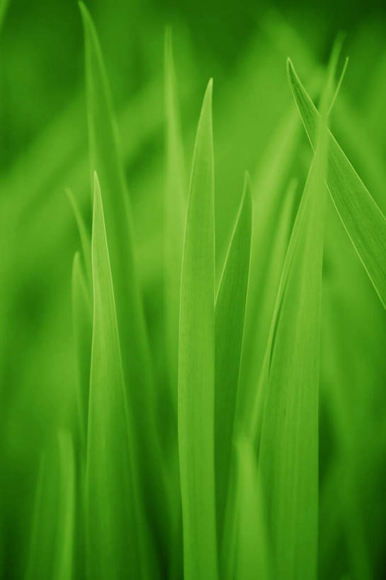 无人,竖图,室外,白天,正面,旅游,度假,草地,草坪,美景,植物,生气,朦胧,模糊,景观,夏季,娱乐,草,绿色,自然,夏日,夏天,享受,休闲,景色,放松,活力,朝气,生机,希望,自然风光,炎天,彩图