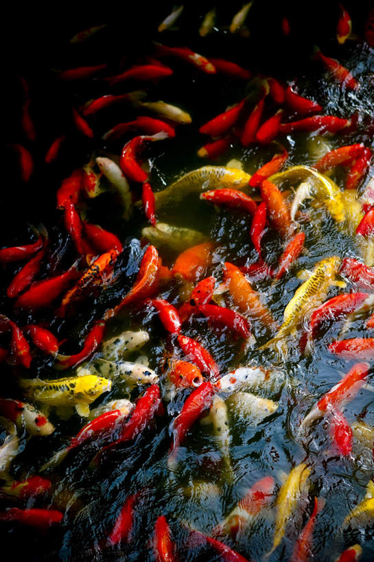 游泳,无人,竖图,俯视,室外,白天,美景,锦鲤,鲤鱼,许多,鱼,池塘,景观,水池,鱼类,自然,景色,自然风光,观赏鱼,泅水,拍浮,鲤子,鲤拐子,半身,彩图,高角度拍摄